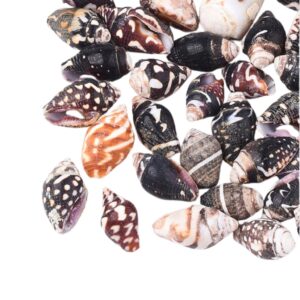 Caracoles marrones 20grs
