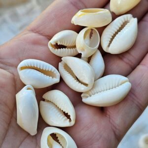 Caracoles buzios partidos 30grs